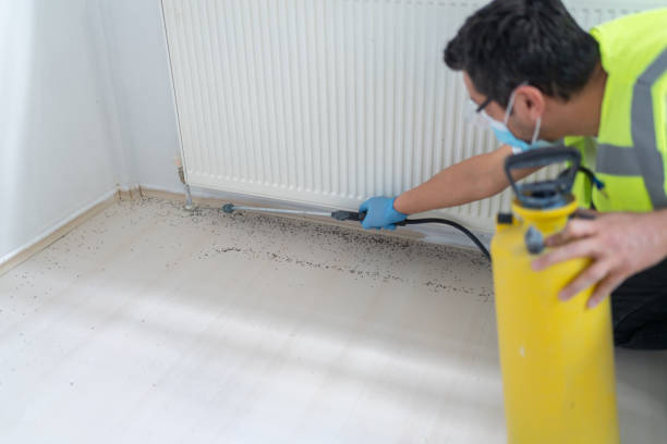 Best Mosquito Control Services  in Kittredge, CO
