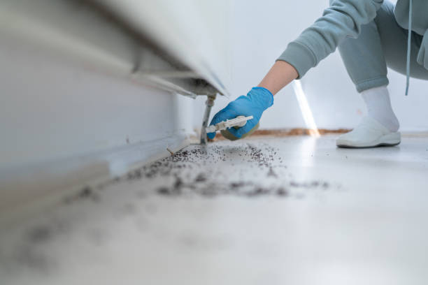 Best Wasp Removal Services  in Kittredge, CO